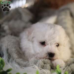 Tiny-Nicolas, Bichon Frise Puppy