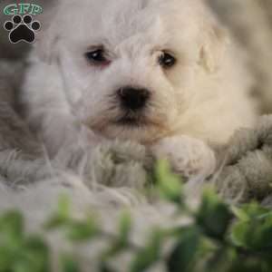 Tiny-Nicolas, Bichon Frise Puppy