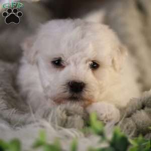 Tiny-Nicolas, Bichon Frise Puppy