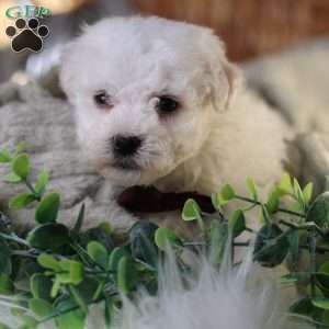 Tiny-Nicolas, Bichon Frise Puppy