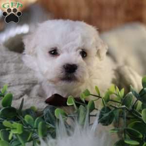 Tiny-Nicolas, Bichon Frise Puppy