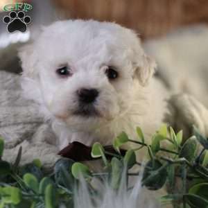 Tiny-Nicolas, Bichon Frise Puppy