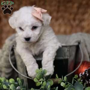 Tiny-Holly, Bichon Frise Puppy