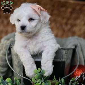 Tiny-Holly, Bichon Frise Puppy