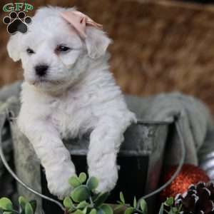 Tiny-Holly, Bichon Frise Puppy