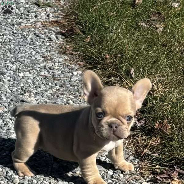 Bubbles, French Bulldog Puppy