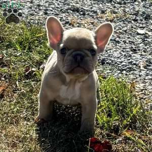 Bubbles, French Bulldog Puppy