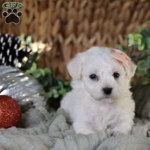 Tiny-Holly, Bichon Frise Puppy