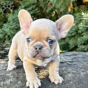 Bubbles, French Bulldog Puppy