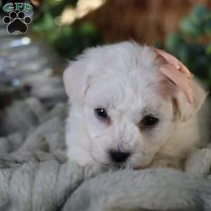 Tiny-Holly, Bichon Frise Puppy