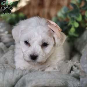 Tiny-Holly, Bichon Frise Puppy