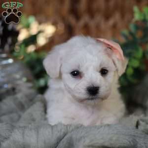 Tiny-Holly, Bichon Frise Puppy