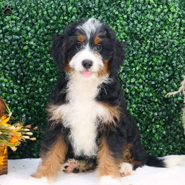 Mila, Mini Bernedoodle Puppy