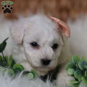 Tiny-Holly, Bichon Frise Puppy