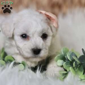 Tiny-Holly, Bichon Frise Puppy