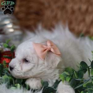 Tiny-Holly, Bichon Frise Puppy