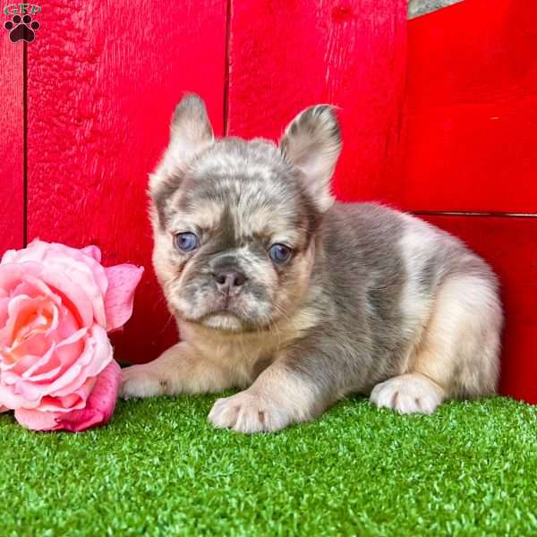 Patty, French Bulldog Puppy