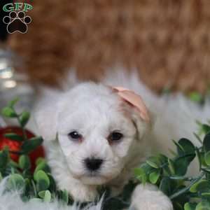 Tiny-Holly, Bichon Frise Puppy