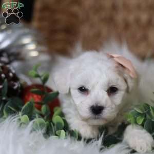 Tiny-Holly, Bichon Frise Puppy