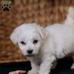 Tiny-Holly, Bichon Frise Puppy