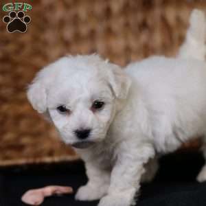 Tiny-Holly, Bichon Frise Puppy