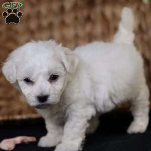 Tiny-Holly, Bichon Frise Puppy