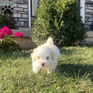 Pearl, Coton de Tulear Puppy