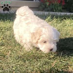 Pearl, Coton de Tulear Puppy