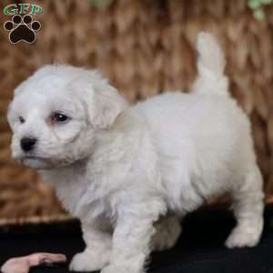 Tiny-Holly, Bichon Frise Puppy