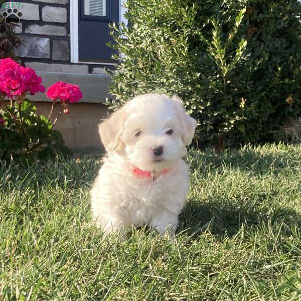 Pearl, Coton de Tulear Puppy