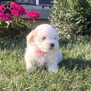 Pearl, Coton de Tulear Puppy