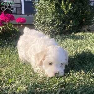 Pearl, Coton de Tulear Puppy