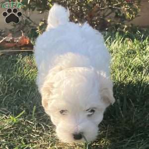 Pearl, Coton de Tulear Puppy