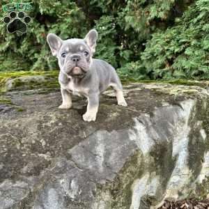 Max, French Bulldog Puppy