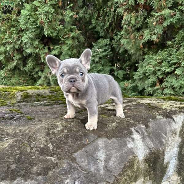 Max, French Bulldog Puppy