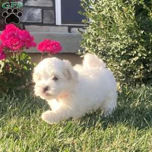 Pearl, Coton de Tulear Puppy