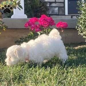 Pearl, Coton de Tulear Puppy