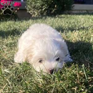 Pearl, Coton de Tulear Puppy