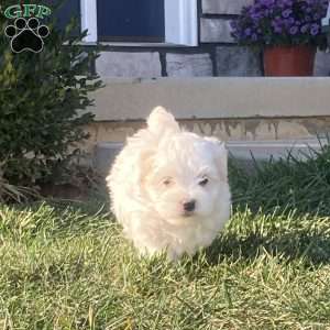 Pearl, Coton de Tulear Puppy