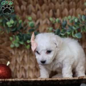 Tiny-Holly, Bichon Frise Puppy