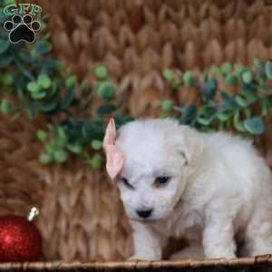 Tiny-Holly, Bichon Frise Puppy