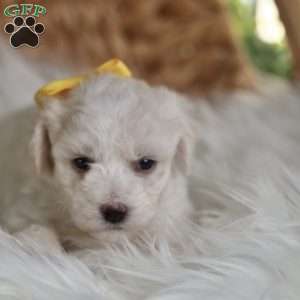 Tiny-Noelle, Bichon Frise Puppy