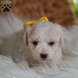 Tiny-Noelle, Bichon Frise Puppy