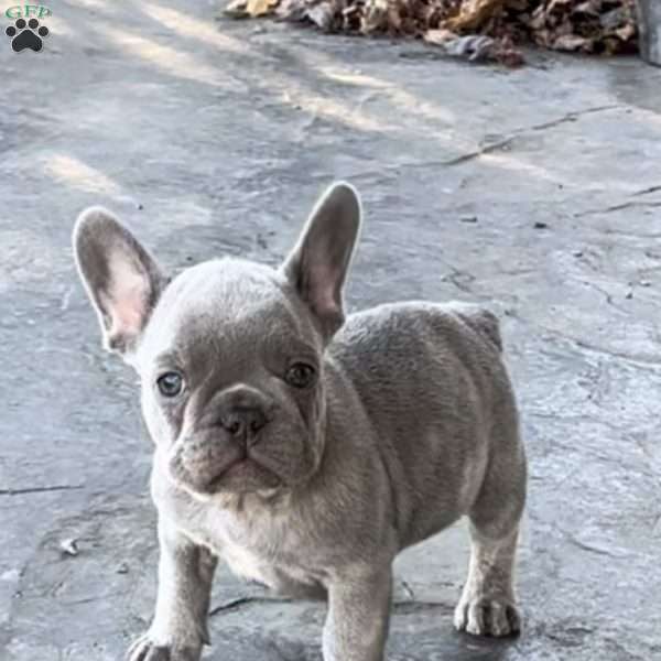 Finn, French Bulldog Puppy