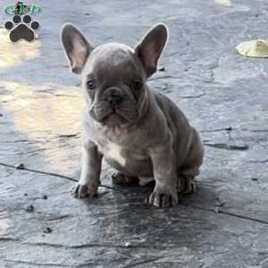 Finn, French Bulldog Puppy