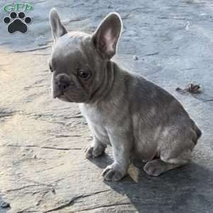 Finn, French Bulldog Puppy