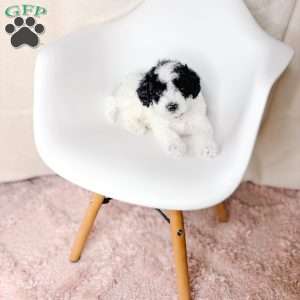 Woody, Toy Poodle Puppy