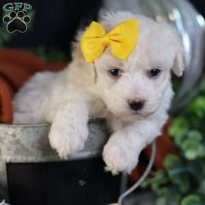 Tiny-Noelle, Bichon Frise Puppy