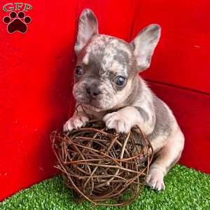 Patrick, French Bulldog Puppy