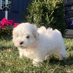 Pearl, Coton de Tulear Puppy